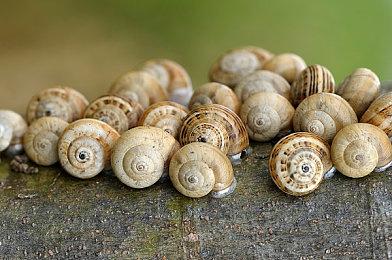 《洛克人EXE合集》PV3公布 收录全部改造卡499张